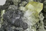 Glassy Yellow Anglesite Crystals on Galena - Morocco #251477-3